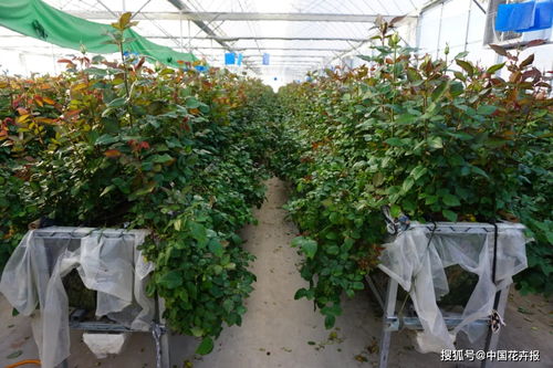 鲜花无土栽培 是阵痛还是坑？