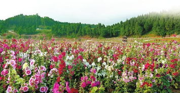 成都夫妇打造私家花园 花卉种植的艺术与生活美学