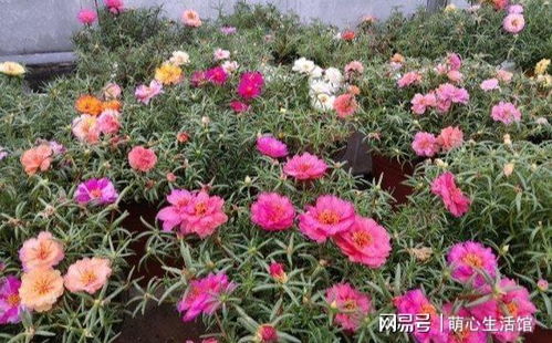 四种不宜轻易养殖的花卉 泼辣霸道，小心它们入侵你的家园