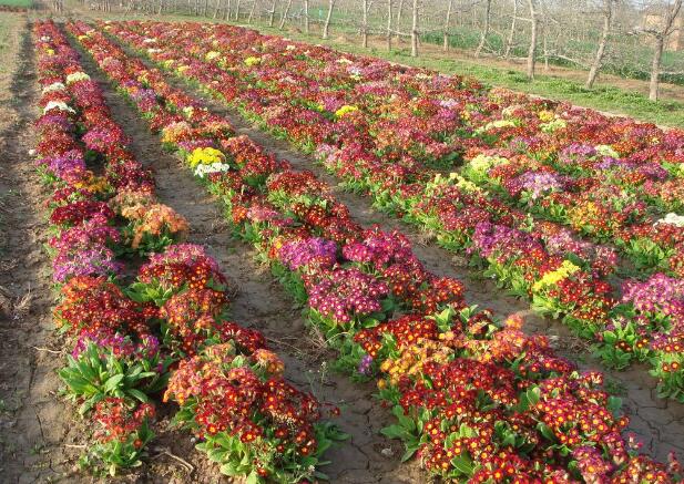 露地花卉的栽植 从选种到盛开的完整指南