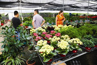 花卉种植 赋能农业增收的绿色引擎