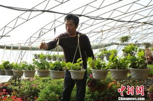 新疆兵团职工转变观念，规模化种植大棚花卉促增收