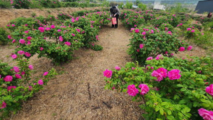 夜宿玫瑰谷 在花香中探寻“520”浪漫经济下的花卉种植新图景