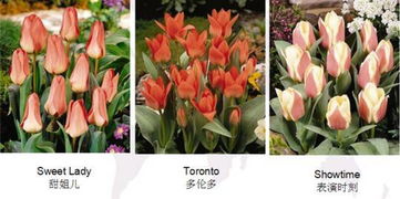 郁金香品种分类与种植指南