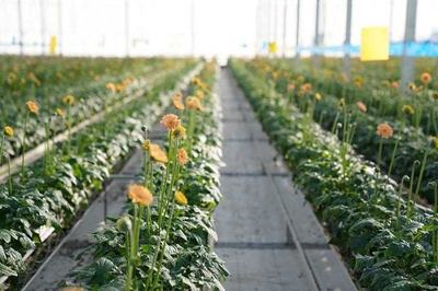 花卉界精英齐聚开远，共探国家高效现代农业产业园种植新篇章