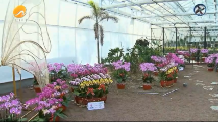 泉州 花卉产业绽放“美丽经济”，十年非凡路谱写乡村振兴新篇章