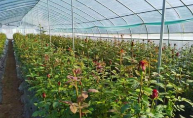 晋城陵川县 以花卉种植为引擎，持续壮大村级集体经济