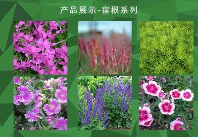 荷花市场价格与英桦园林的专业种植服务