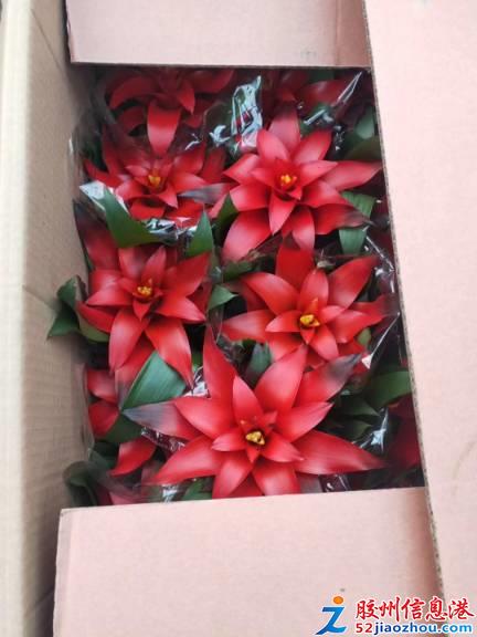 三里河花卉市场 多肉绿植果树苗打折促销，共庆年宵时节