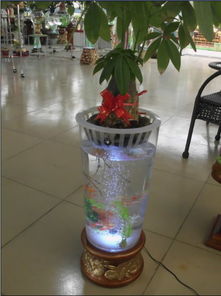 临沂凯奇盆艺 创新水培技术，引领花卉种植新潮流