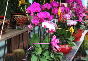 夏庄田园 丛中笑花卉种植基地的绿色商机