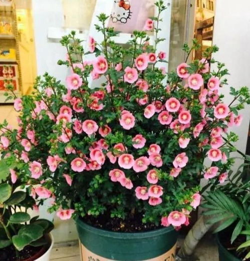 四季花开不败，懒人福音 几款开花漂亮又好养的花卉推荐