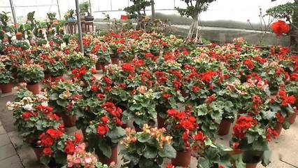 新春走基层 花卉大棚谱写“花”样人生