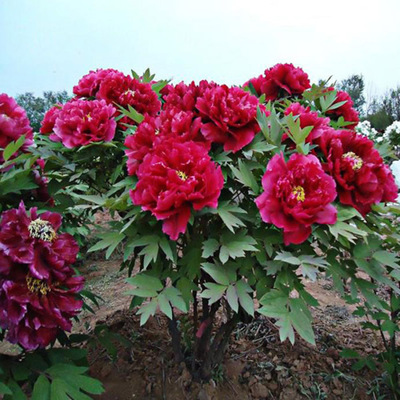 鄢陵县百草园花木 以专业花卉种植与苗木种植，打造优质花卉销售新标杆