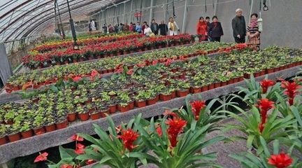 蔬菜大棚与花卉种植的创收之道 如何实现效益最大化