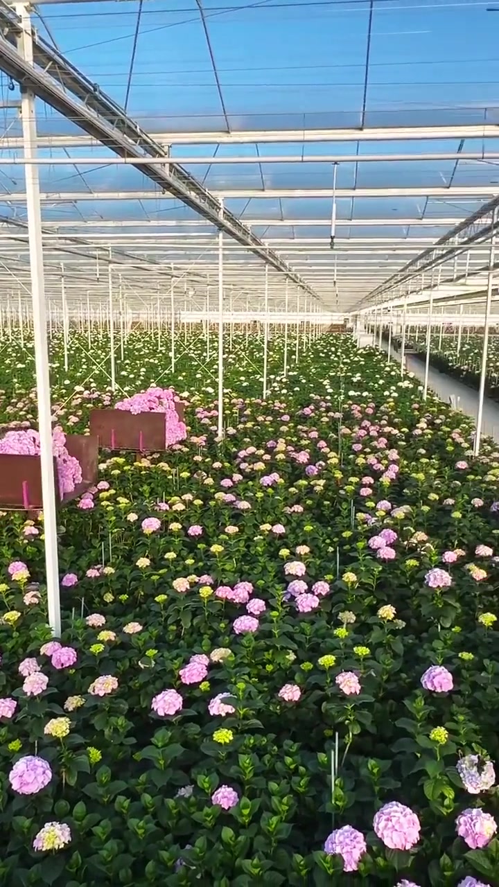 瑞士花卉种植基地 采摘盛开的鲜花与可持续种植之美