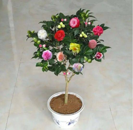 3月最适合养这8种花卉，开花美花期长，还特耐旱好养