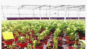 大型智能玻璃温室中高端花卉品种种植要点及效益分析