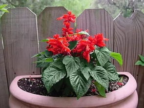 室内盆栽花卉 阳台上种上这7种盆栽花卉，一年四季花开不停