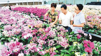 花卉种植 美化生活，陶冶情操