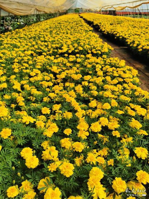 花卉种植基地参观记