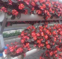 花卉无土栽培 供应、批发与价格全解析