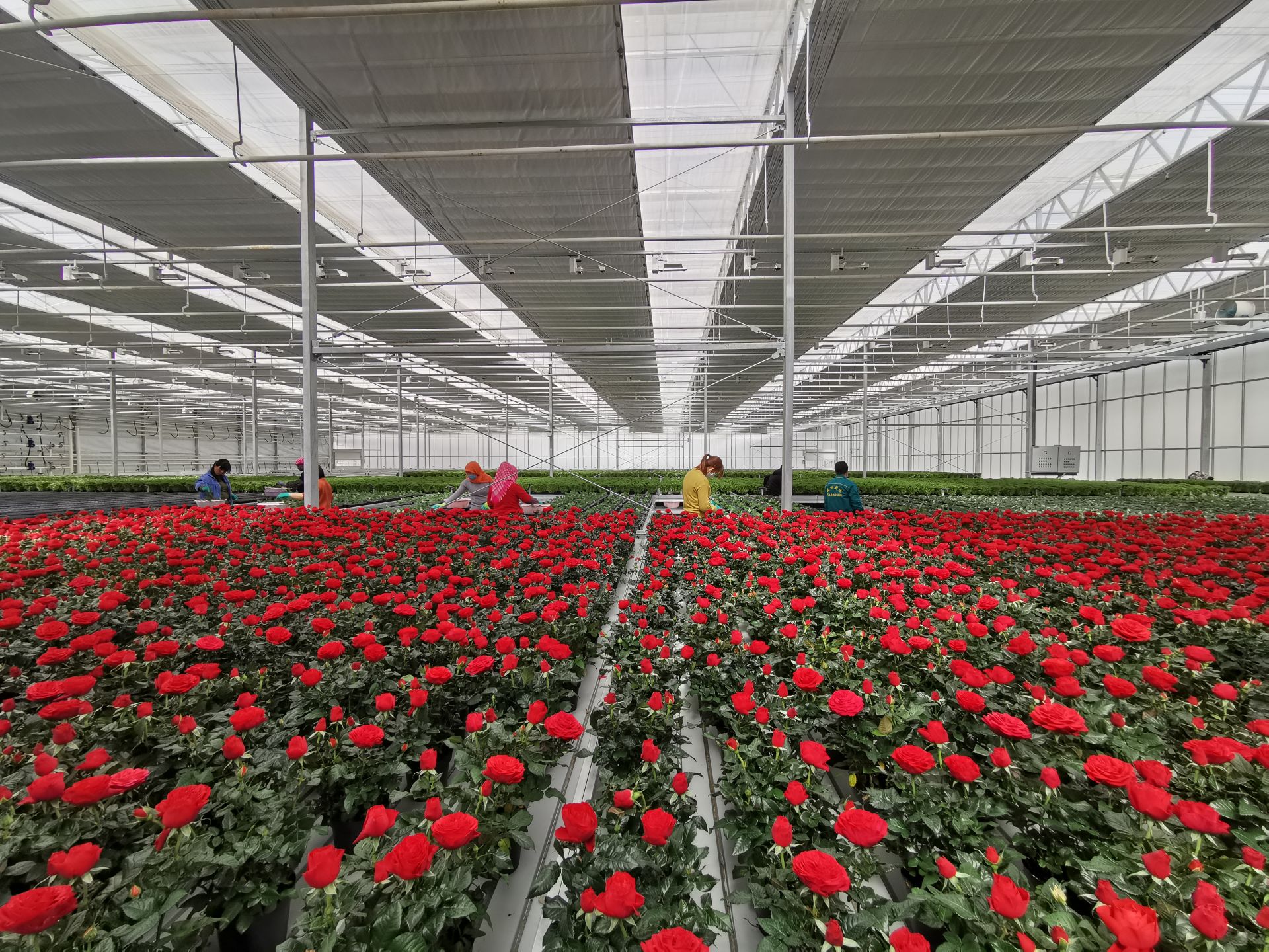 永城市高庄花卉产业基地 绽放希望的沃土