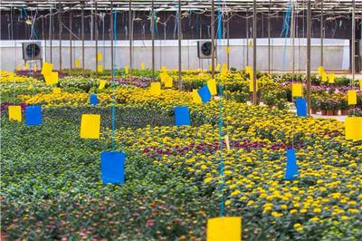 云南富民现代农业产业园 花卉种植产业投资新机遇