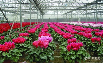 壹本科工城解读 机器人技术的全面应用如何重塑现代花卉种植