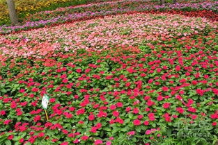 冬季花卉种植技术与关键要点