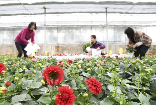 河南济源大棚鲜花俏市场，花卉种植助力乡村振兴