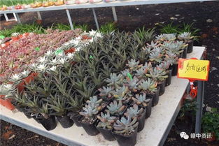 樟树花卉种植基地豪气全送 300盆精品盆景引爆全城热情