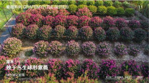 花展展品如何变商品——全国首发花卉推介会引领产业革新